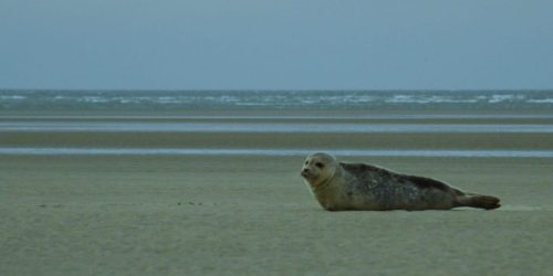 Weekend Terschelling inclusief boot Zeehond